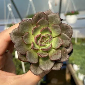 Echeveria 'Moranii' Succulent